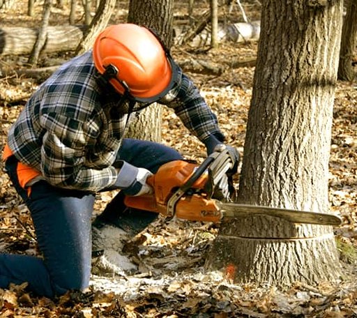 Tree Removal in Prinsburg, MN
